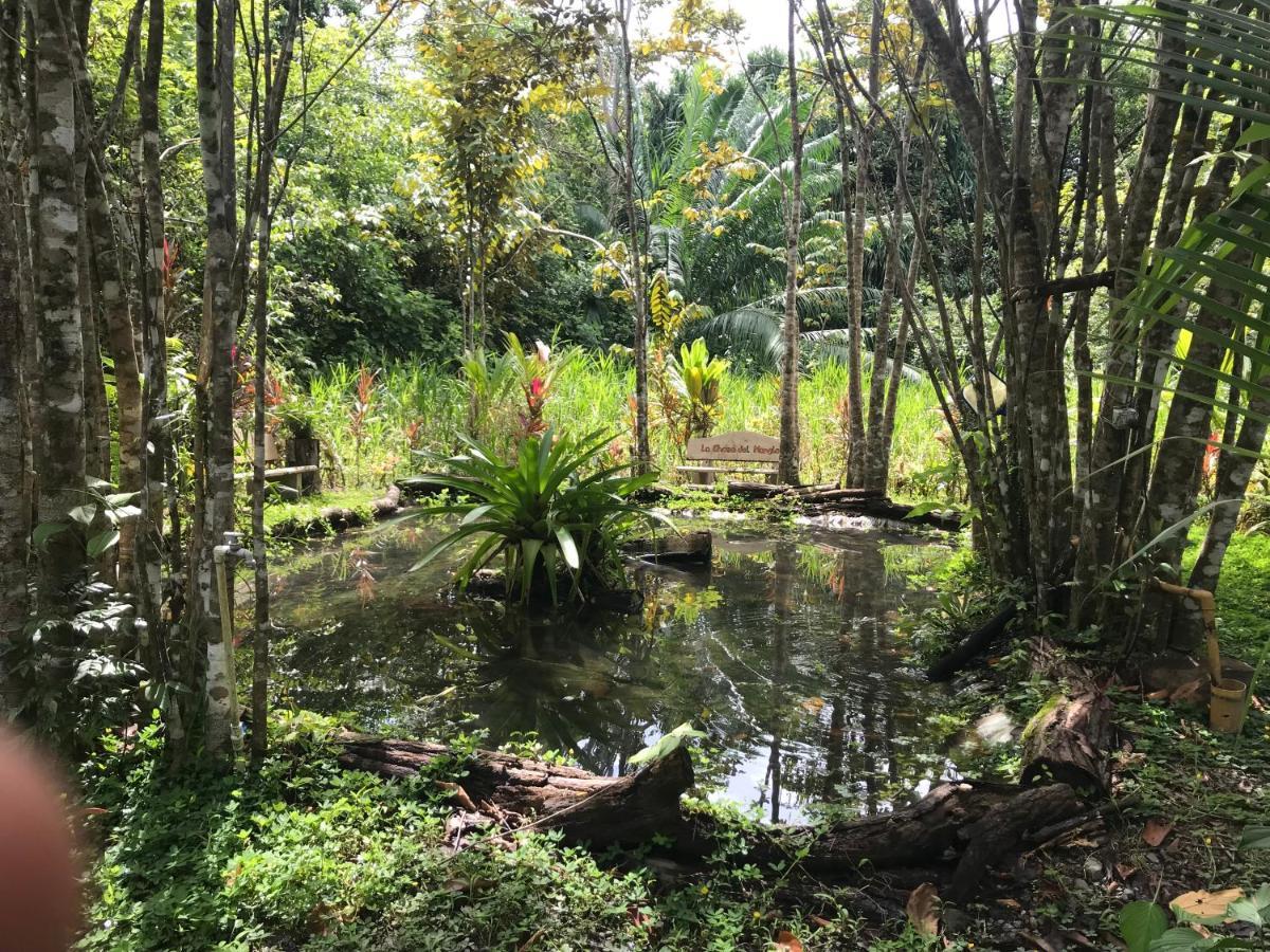 Chosa Manglar Suites & Cabins Puerto Jiménez Eksteriør billede