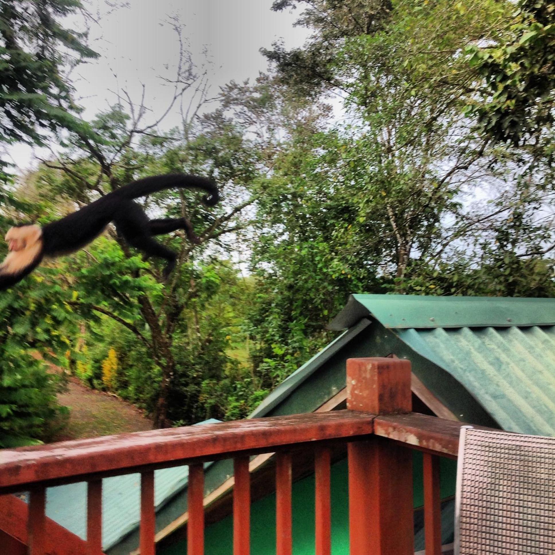 Chosa Manglar Suites & Cabins Puerto Jiménez Eksteriør billede